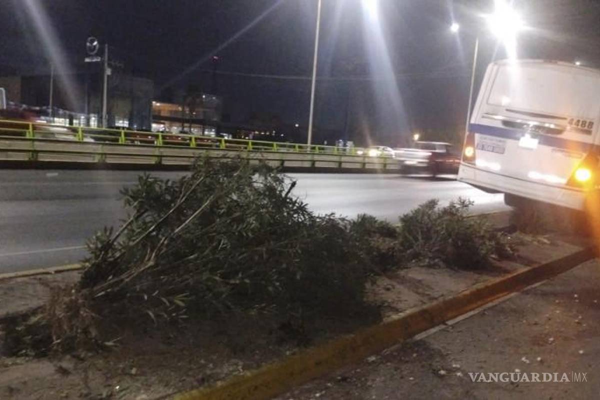 $!El camellón central mostró daños considerables luego de que el vehículo derribara árboles y arbustos.
