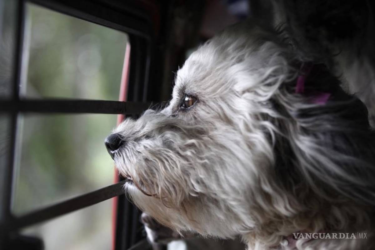 Secuestro de perros se suma a envenenamiento en la Condesa