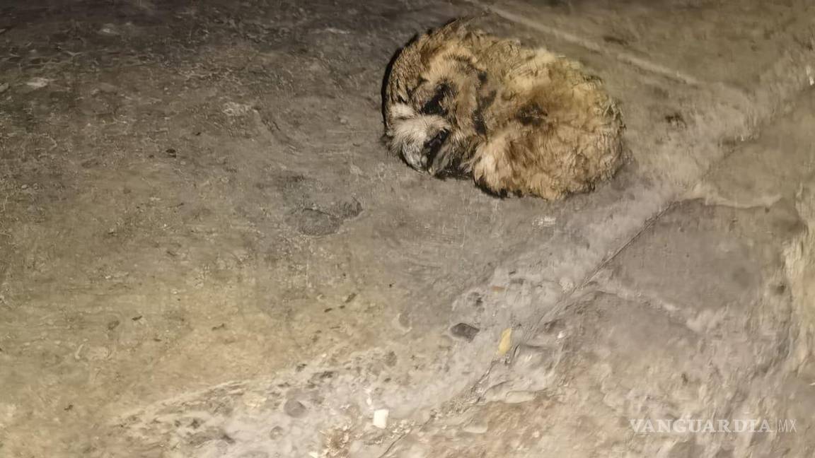$!Usuario compartió la imagen de una lechuza muerta sobre la banqueta en la colonia Bellavista, evidenciando las amenazas que enfrentan estas aves en la ciudad.