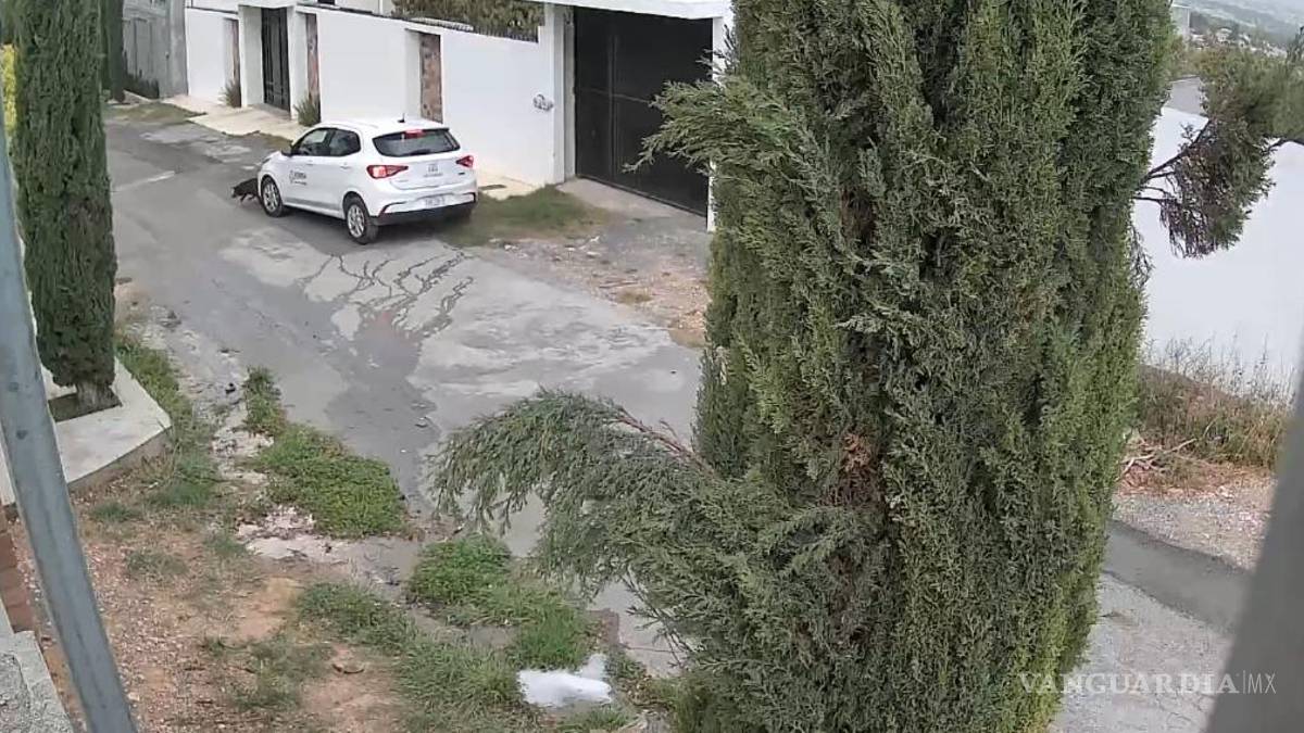 Difunden atropellamiento intencional de perrita en Lomas de Lourdes, Saltillo