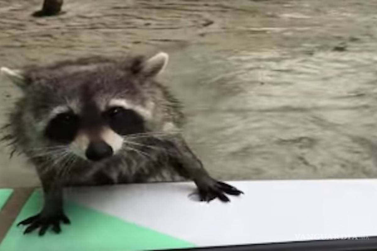 Mapache 'ladrón' intenta llevarse la bolsa de una mujer