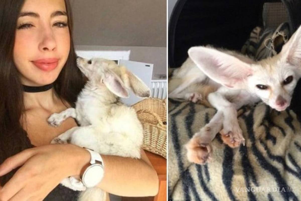 'Youtuber' obligó a un zorro a ser vegano, lo deja en los huesos y la tunden en redes