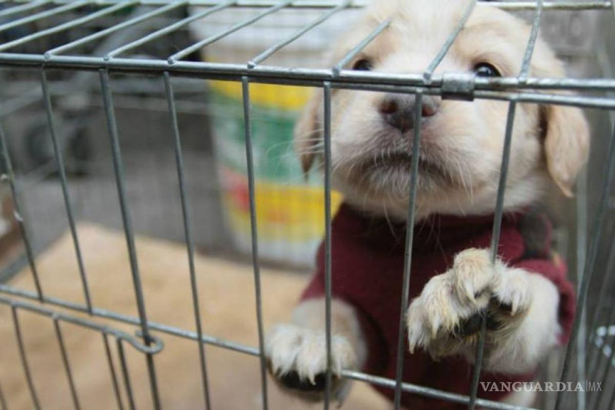 Nueva York prohibirá vender perros y gatos en tiendas de mascotas