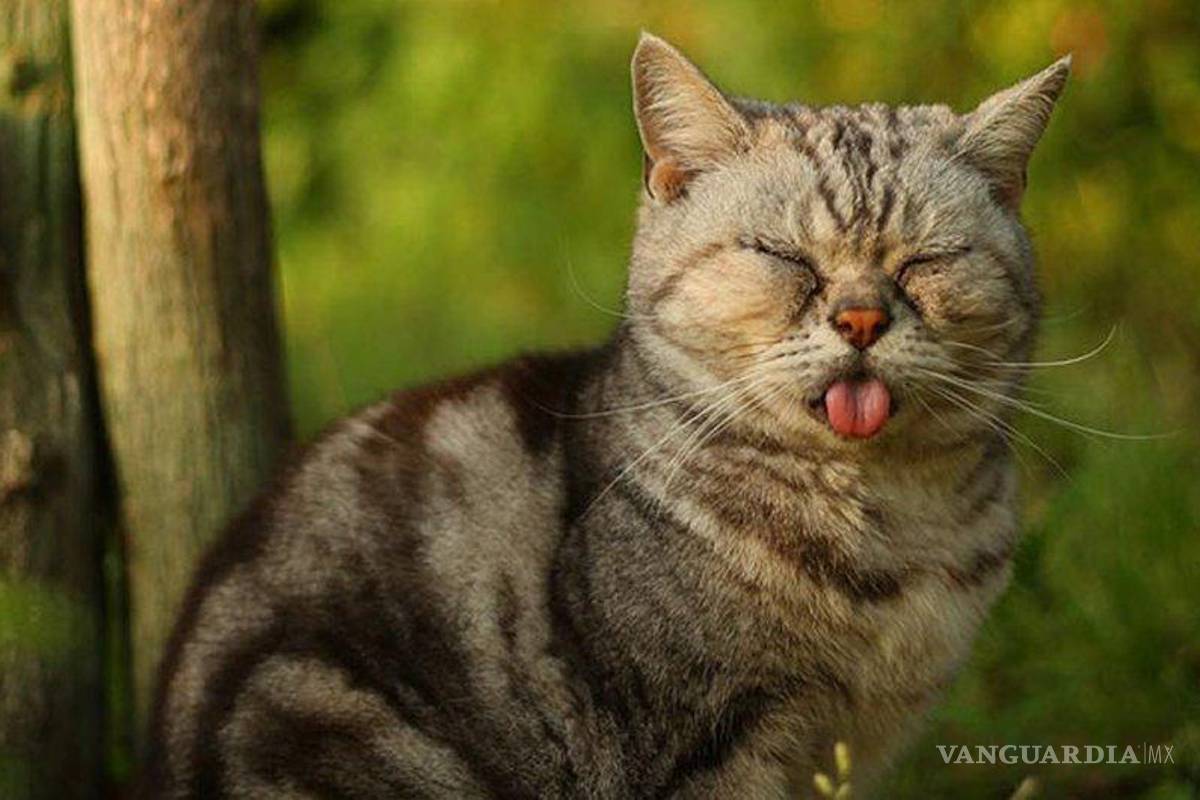 Justicia española da prisión para asesino de gatito