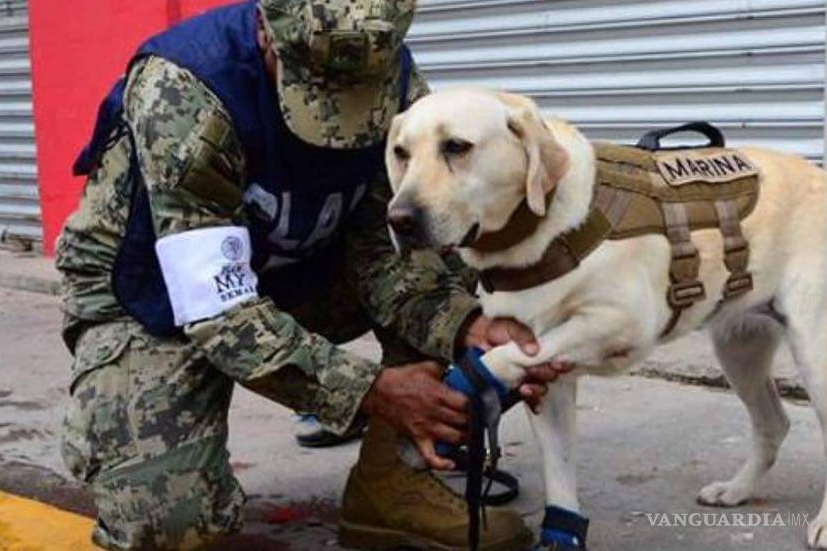 Perros rescatistas, héroes de cuatro patas del sismo (fotos/videos)