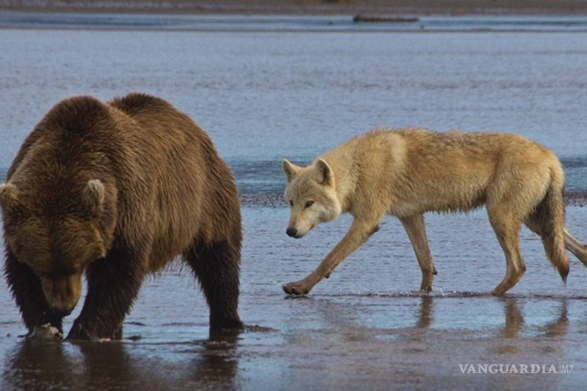 Donald Trump autoriza caza de osos y lobos en Alaska, Obama la había prohibido