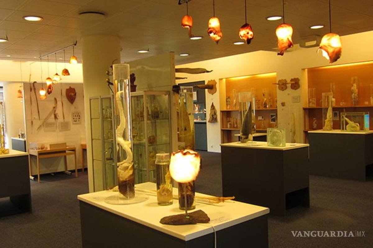 En el museo del pene de Reikiavik, el tamaño no importa