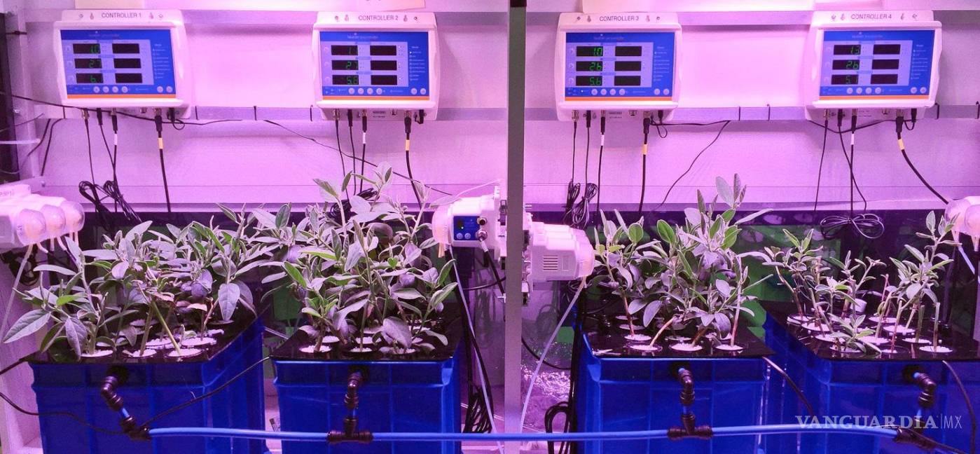 $!Experimento de dosificación hidropónica de laboratorio con planta hiperacumuladora de zinc Crotalaria novo-hollandiae. EFE/Antony van der Ent/UQ