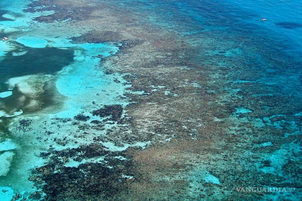 Los océanos se están volviendo más azules, pero no es una buena noticia