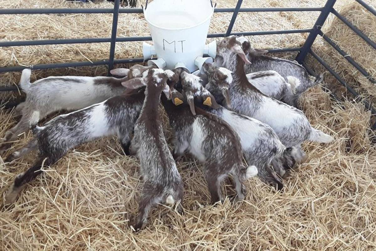 Escasea producción de cabrito; disminuye hasta en un 65%