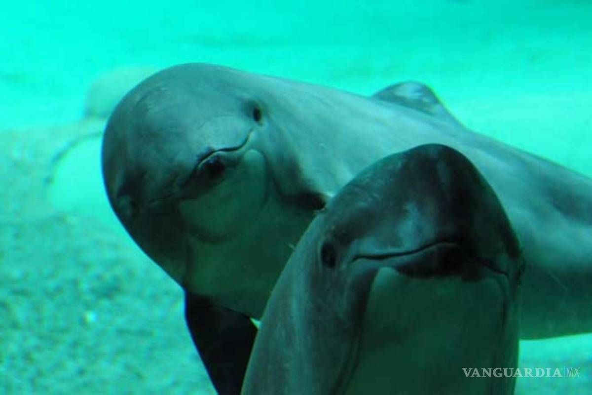 Unesco nombra patrimonio mundial en peligro hábitat de la vaquita marina