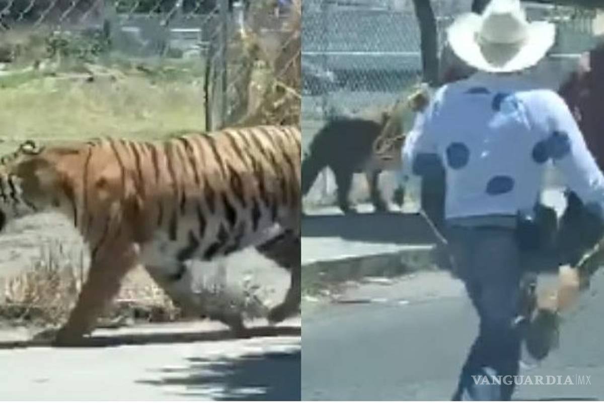 'Vaquero' atrapa a tigre con un lazo en Jalisco y se hace viral