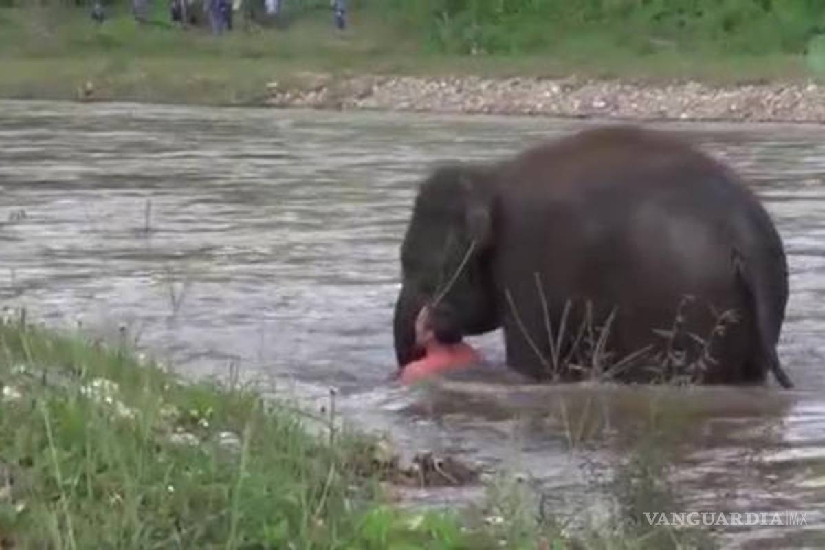 Elefante se tira al agua para salvar a su cuidador