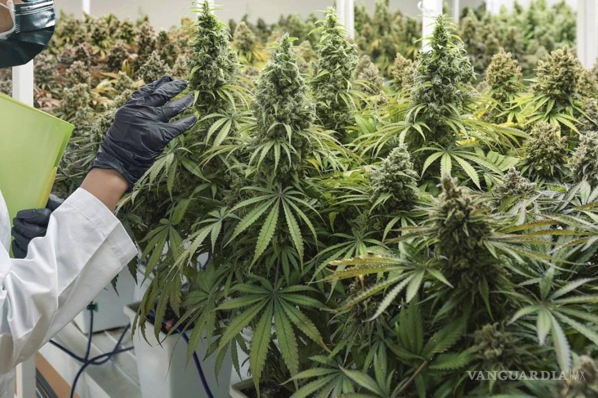 Xebra Brands, primera empresa en producir mariguana en México