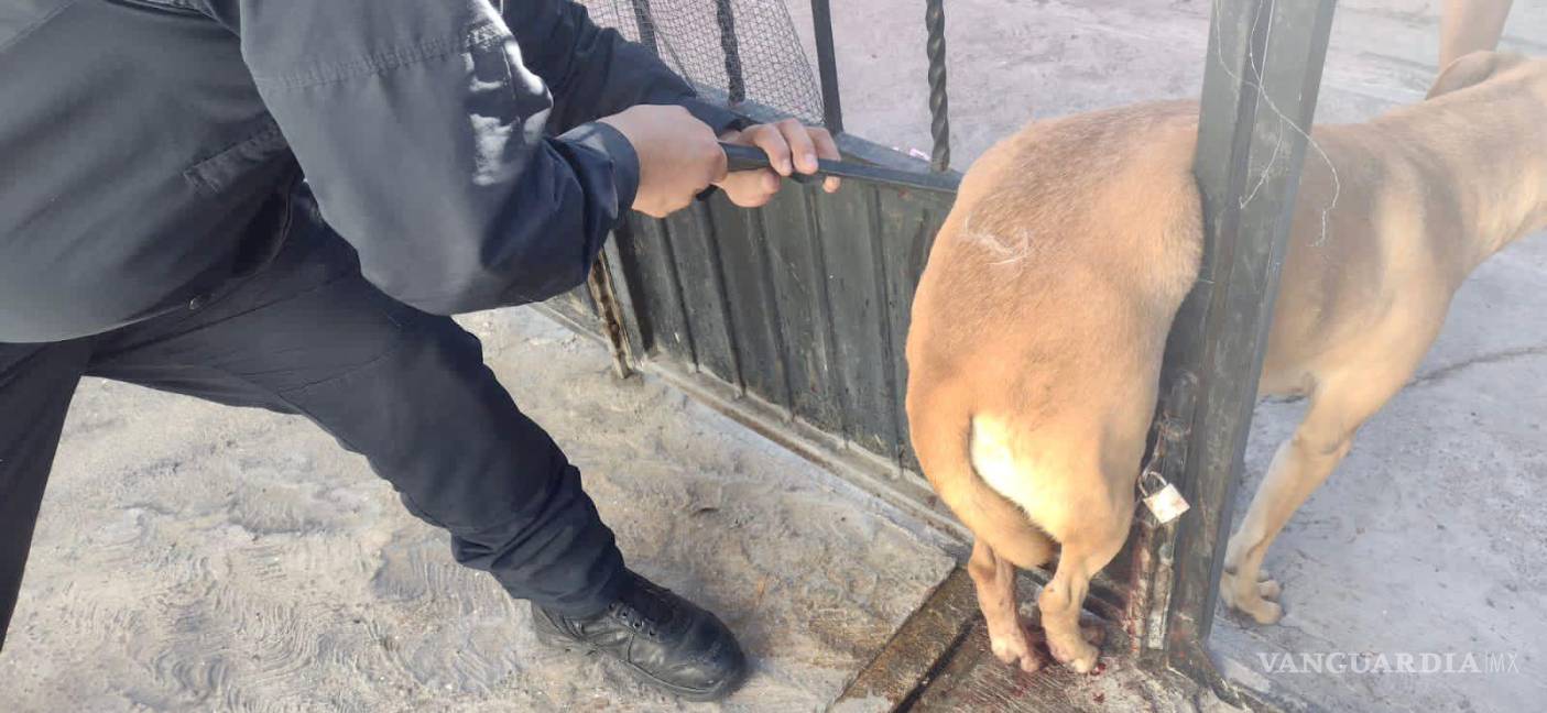Provoca pirotecnia que desde perros hasta caballos huyan de sus hogares en Saltillo