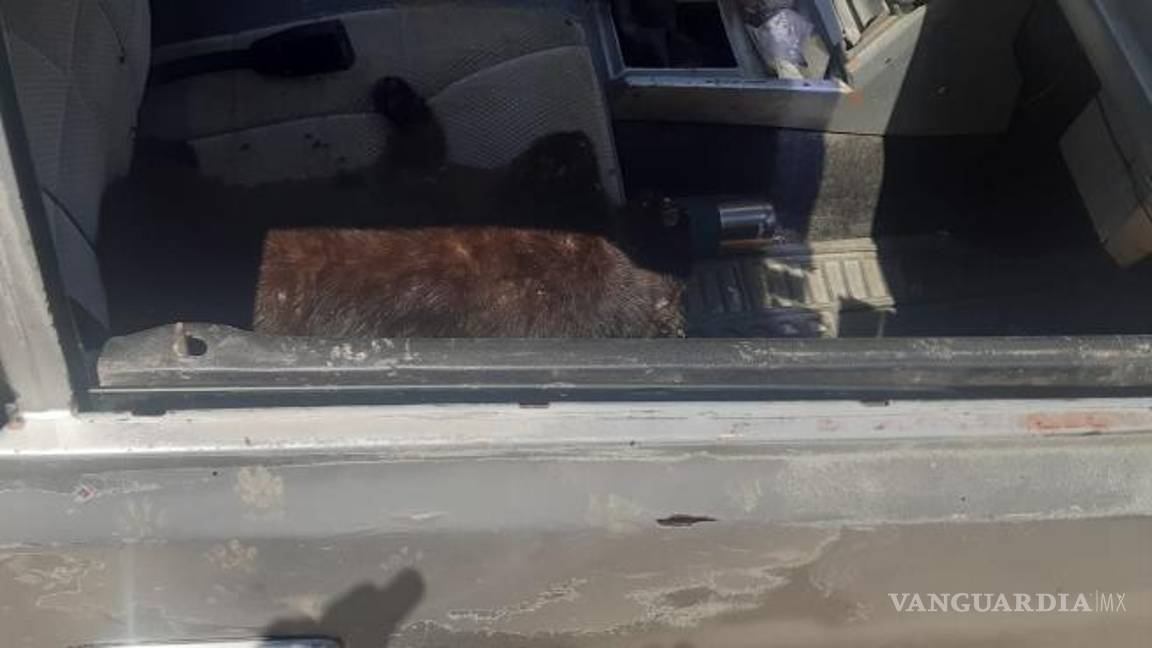 $!El gato llevada ya tiempo sin vida, por lo que su cuerpo comenzó a desprender un hedor desagradable.