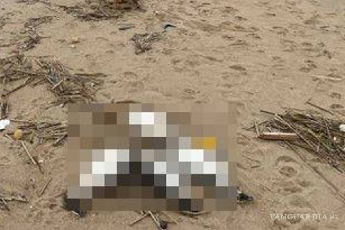 Encuentran más de dos mil pingüinos muertos en costas de Uruguay