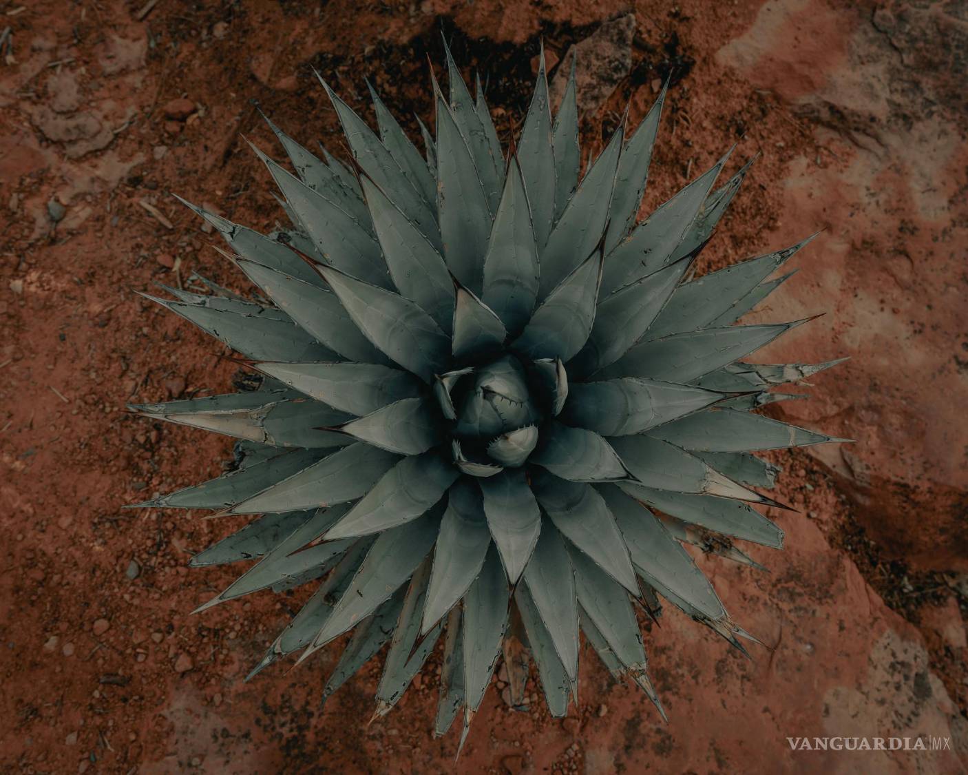 $!¿Cuántas veces pensaste que la miel de agave era mucha más saludable que la miel de abeja? ¡Error!