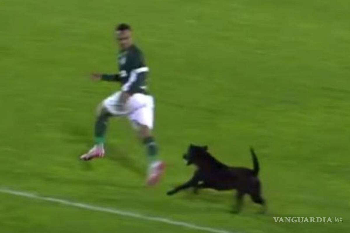 Perro invade cancha y trata de morder a un jugador (video)