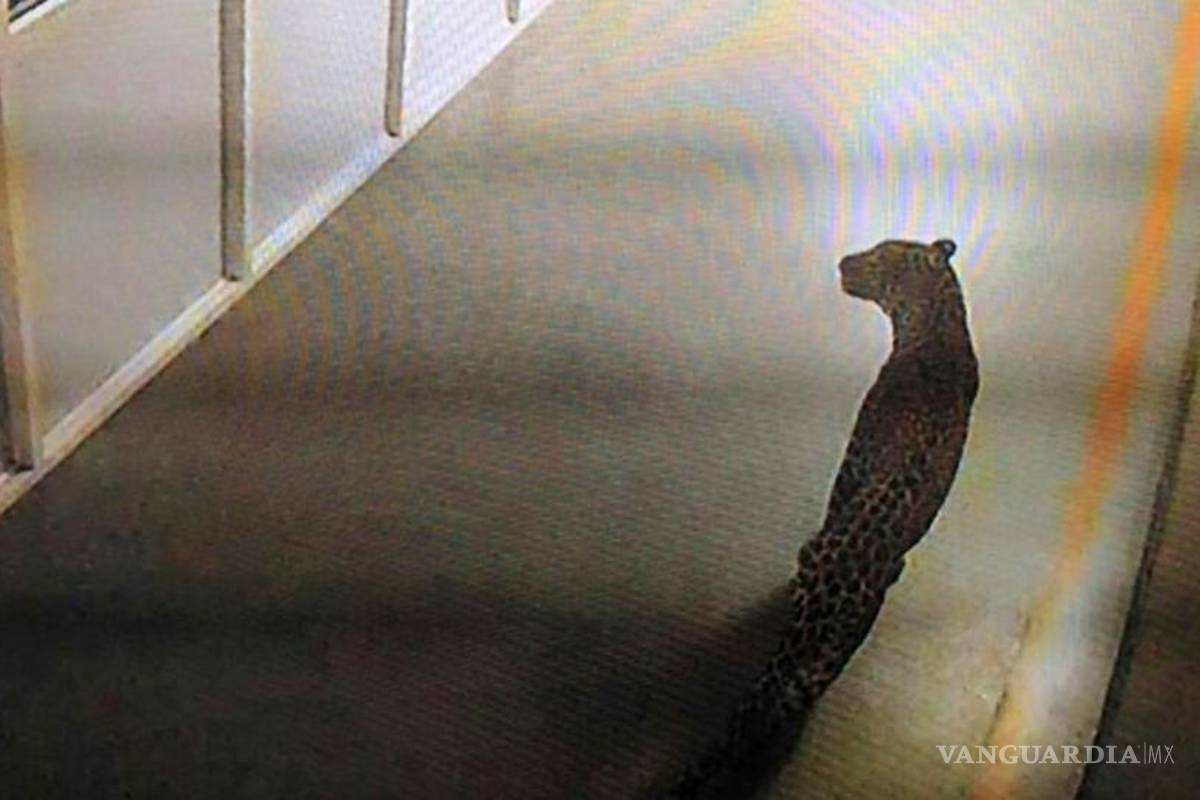 Leopardo obliga a detener la producción en una fábrica automovilística de la india