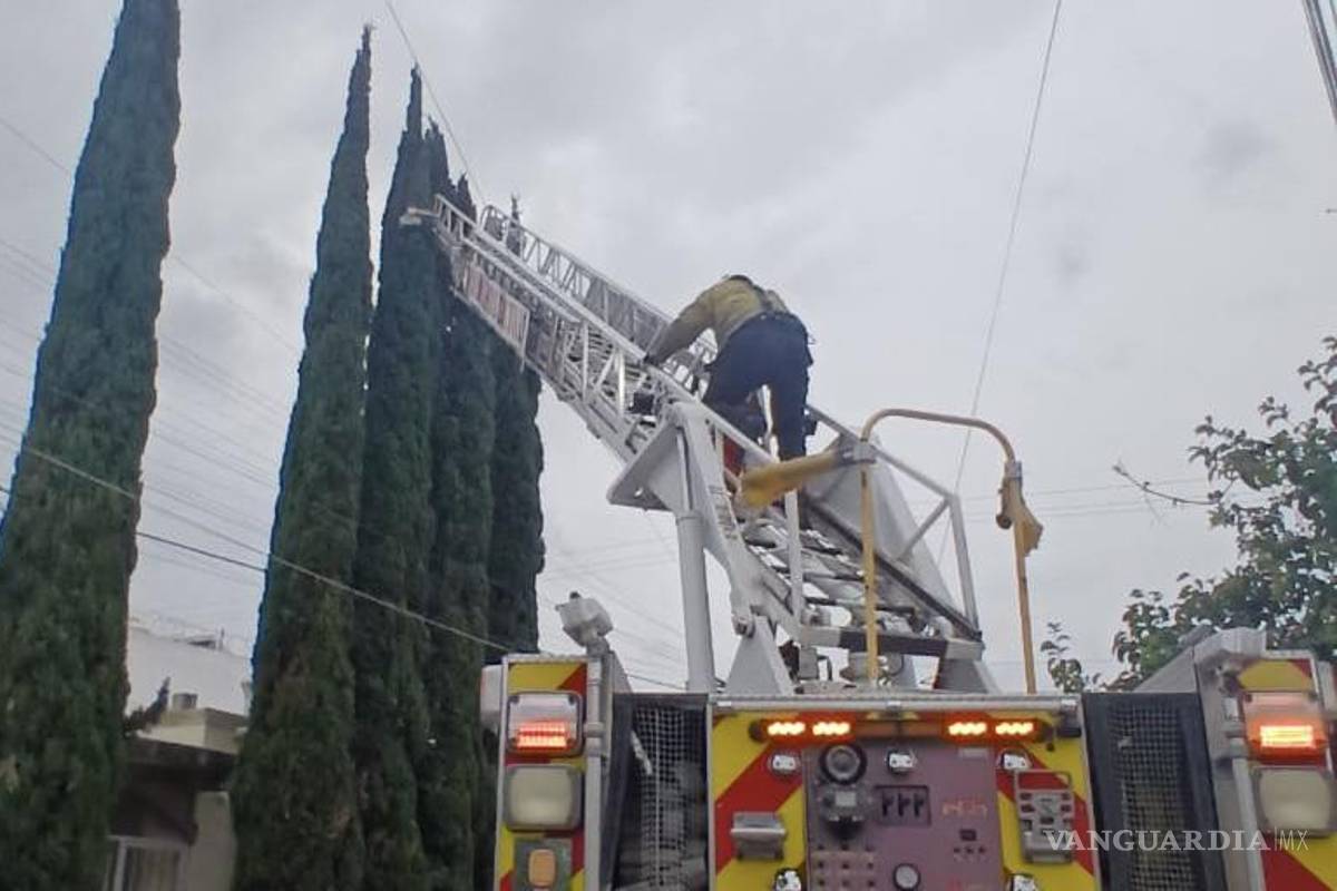 Rescatan Bomberos de Saltillo a gatita atrapada en un árbol