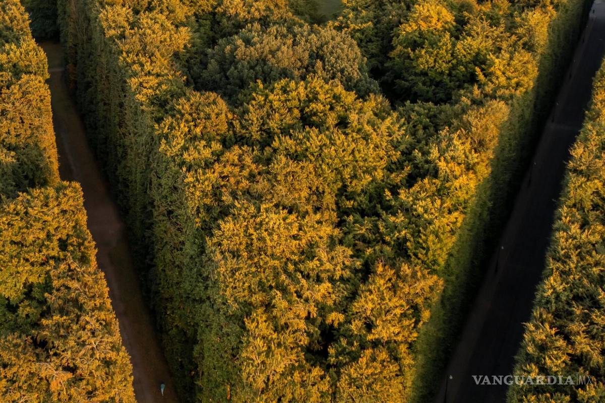 En las encuestas hay dos historias distintas de las elecciones de EE. UU.