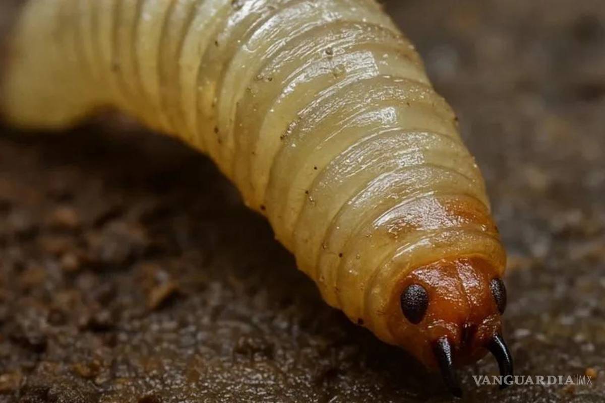 Incrementan a más de 100 los casos de infestación humana por gusano barrenador