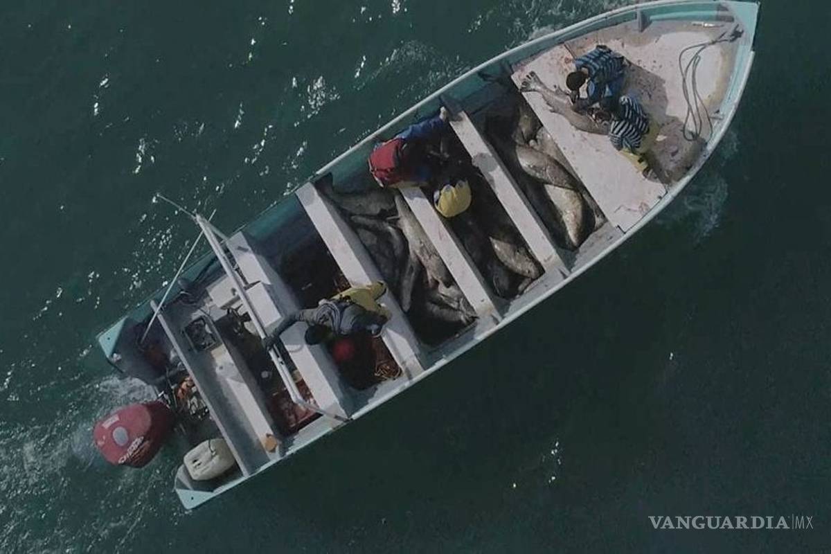 $!Como en el caso Ovidio Guzmán: fuerzas armadas capturan a integrantes del Cártel del Mar... ¡pero los dejan en libertad!