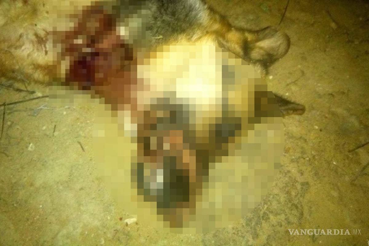 Asesina a una perra abandonada de dos tiros, antes de que fuera salvada por una protectora