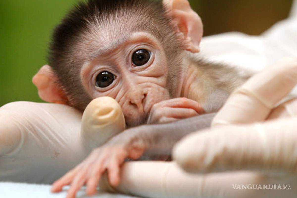 Investigan con monos transgénicos para tratamiento contra autismo