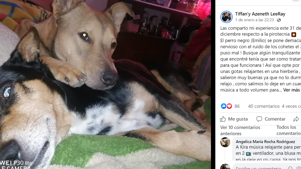 Saltillo: 19 mascotas siguen perdidas tras salir de sus casas por pirotecnia en fiestas decembrinas