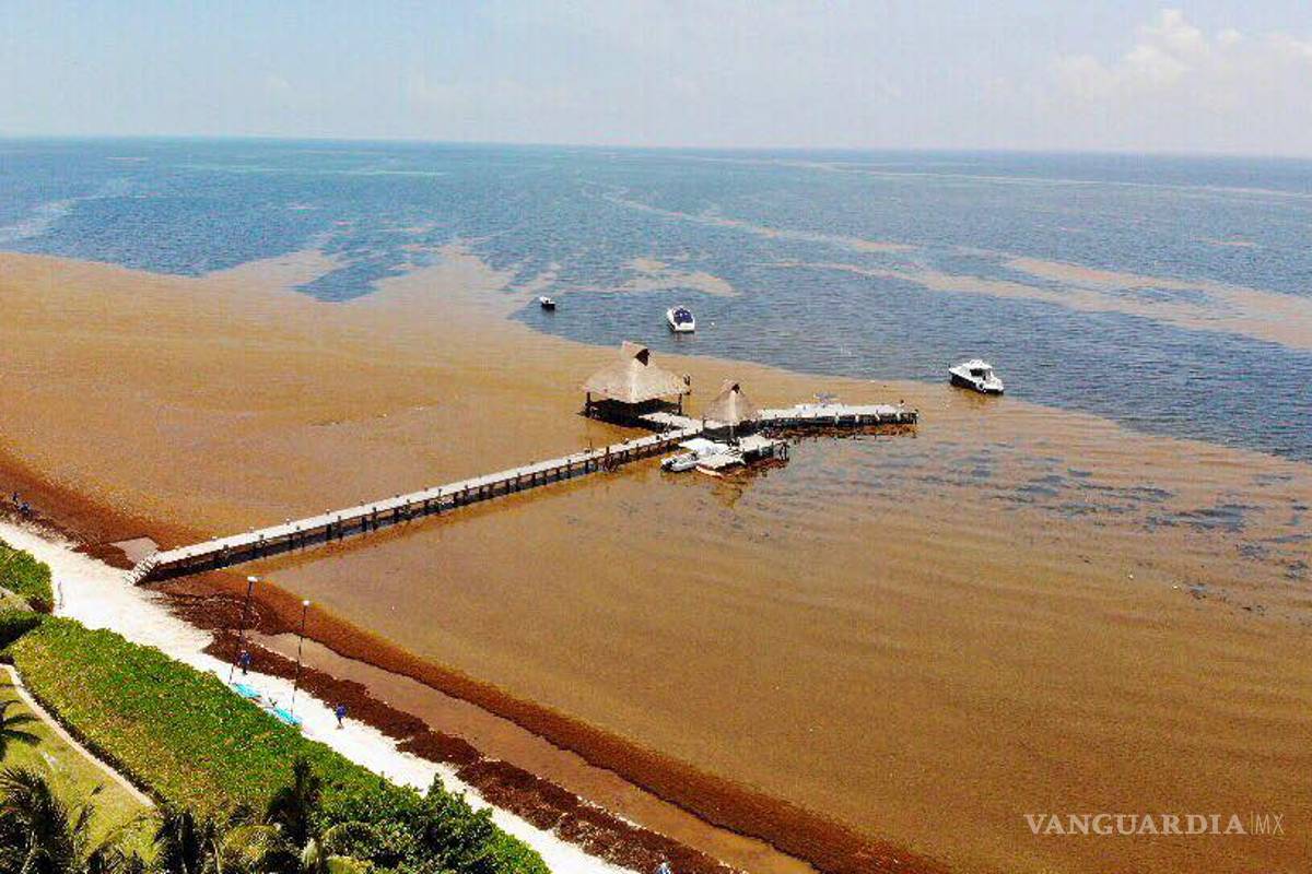 Expertos piden en el Senado declarar emergencia nacional por sargazo