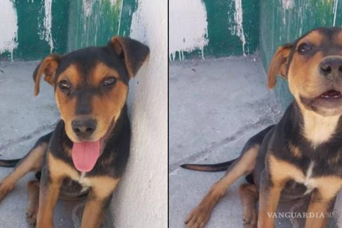 Saltillo: Fundación Lomitos al Rescate te necesita; colabora para apoyar en su lotería anual