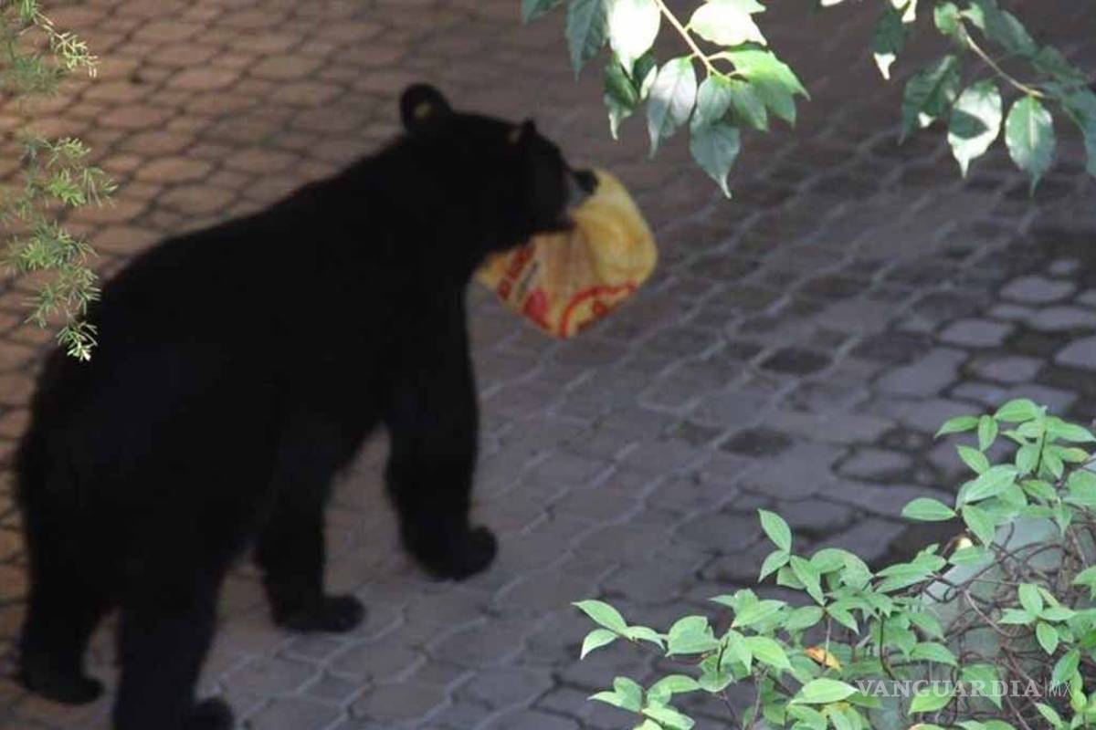 Oso se vuelve viral por robar orden de Pollo Loco en Nuevo León