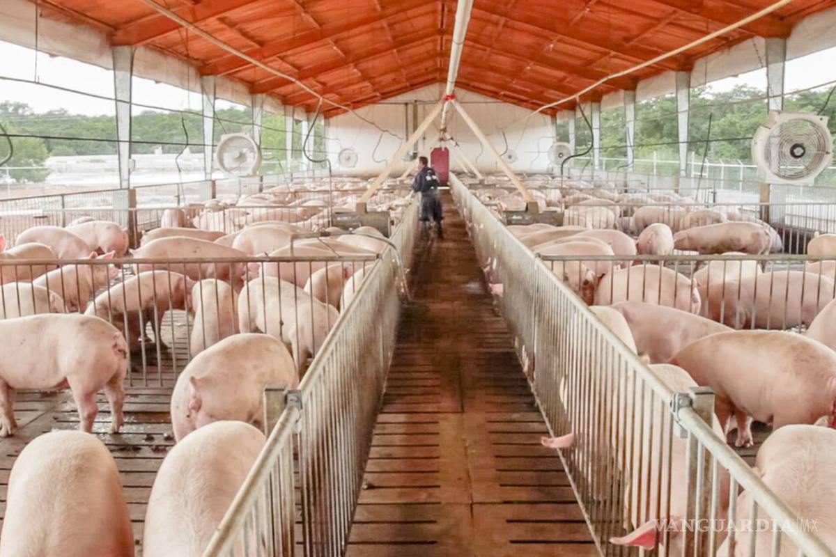 Aumentará producción de carne de cerdo más de 1.4 millones de toneladas este año
