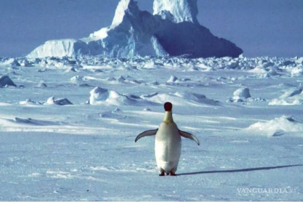 La Antártida registra temperatura récord: ¡18 grados!
