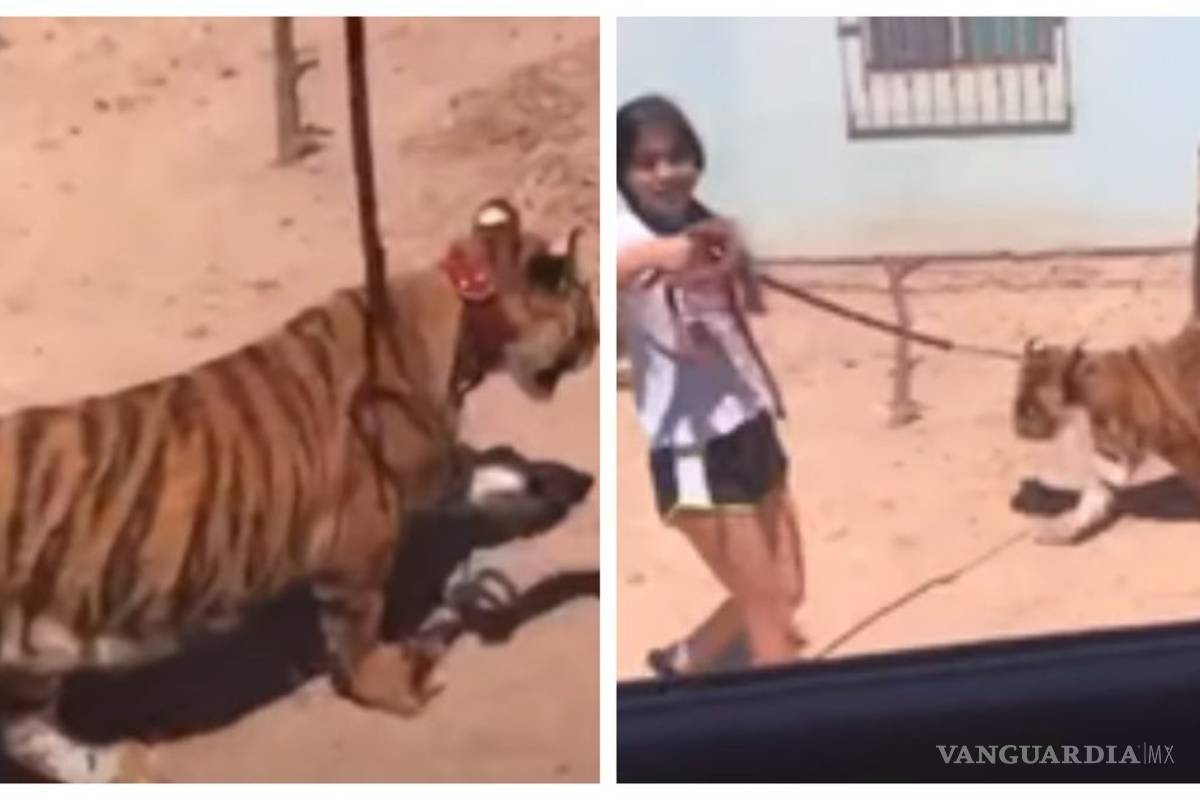'Y ese pinch... perro': Adolescente pasea por las calles de Guasave, Sinaloa... ¡con un tigre de bengala!