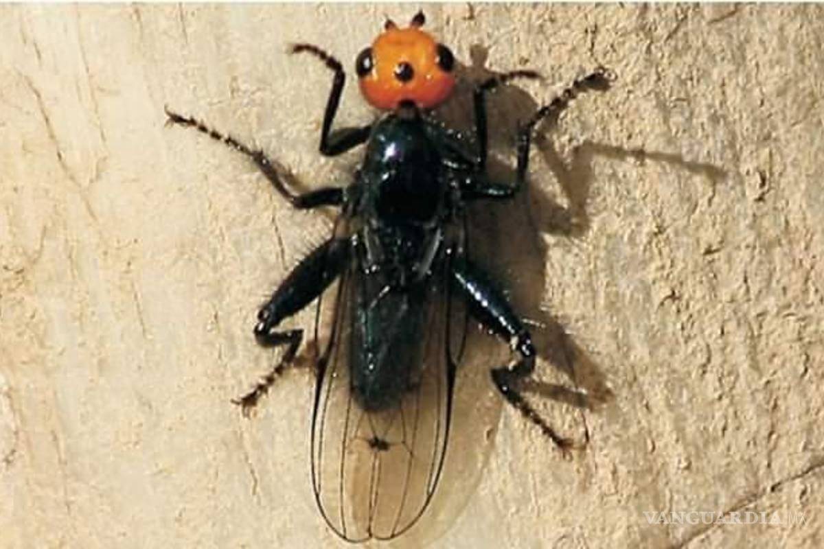 Mosca carnívora reaparece en Francia tras más de 100 años; se creía extinta