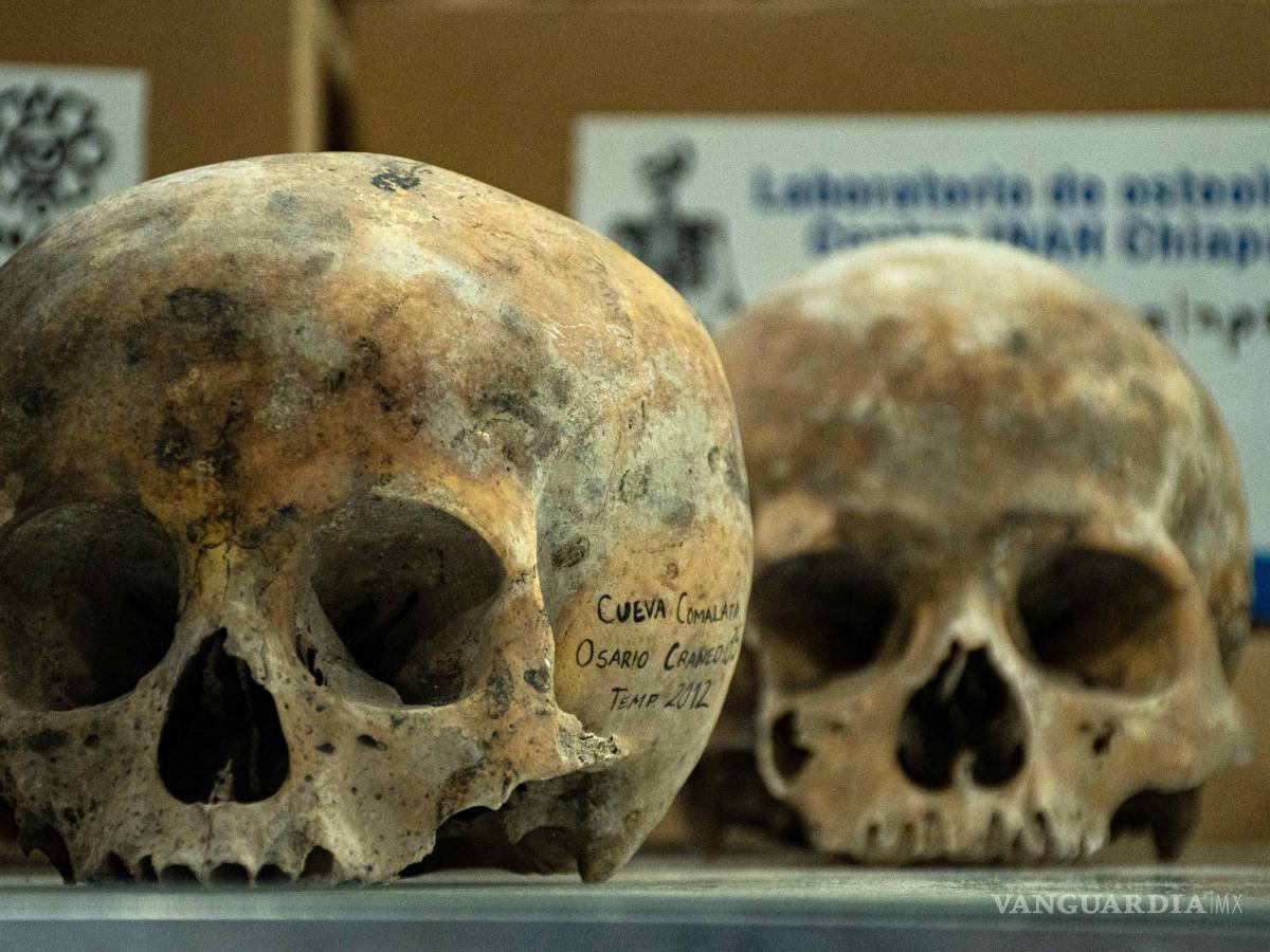 $!Vista de cráneos que son examinados por investigadores del INAH)en el municipio de Tuxtla Gutiérrez, estado de Chiapas (México).