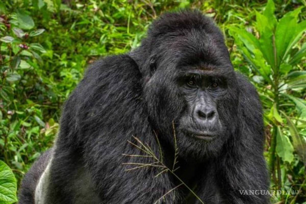 El gorila más famoso de Uganda es asesinado por cazadores