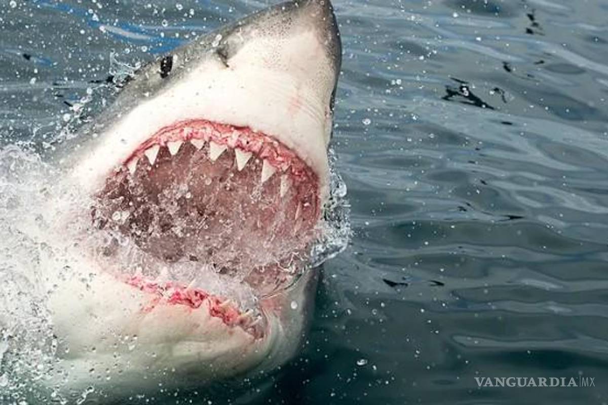 Gran tiburón blanco rodea a una familia durante una hora, muerde el motor de su bote (VIDEO)