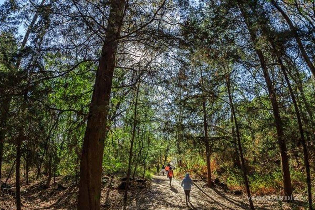 Venden reservas ecológicas en Facebook: el negocio millonario del suelo verde