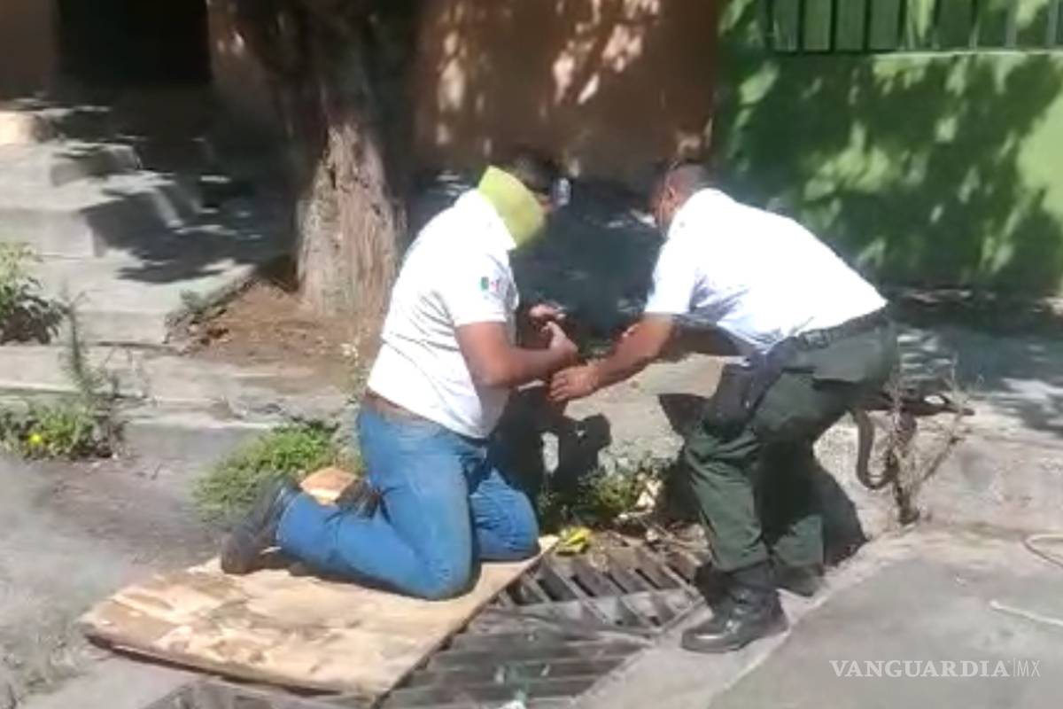 Rescatan a perrito de alcantarilla