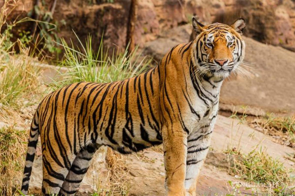 Tigre de 4 años da positivo a COVID-19 en Nueva York