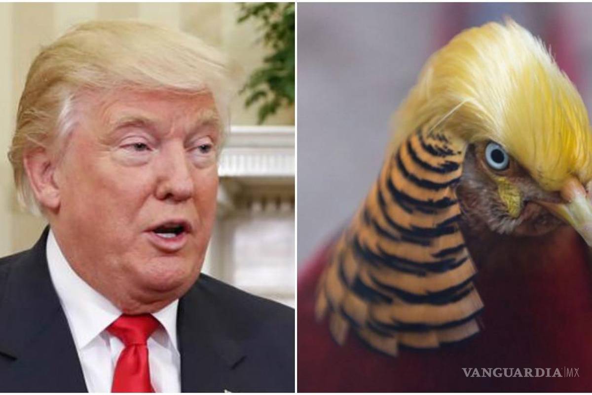 Descubren a pájaro que se peina como Donald Trump