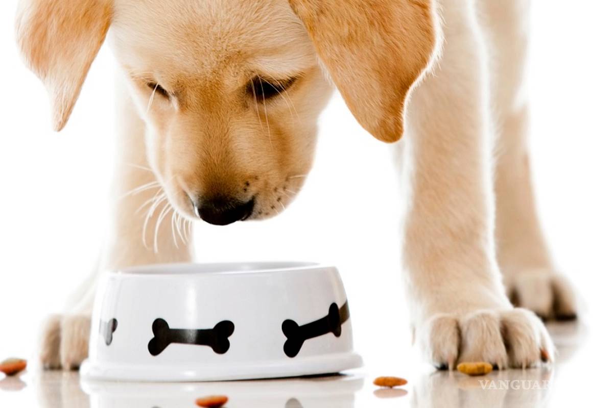 ¿Por qué le compras a tu mascota comida 'sin cereales'?