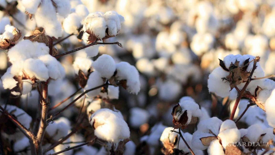 Prohibir uso de semilla mejorada y glifosato, da como resultado algodón caro
