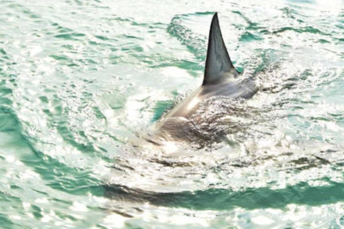 Capturan en Taiwán una rara especie de tiburón pocas veces vista