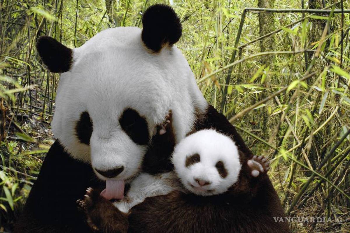 Pandas gigantes salen de la lista de especies amenazadas