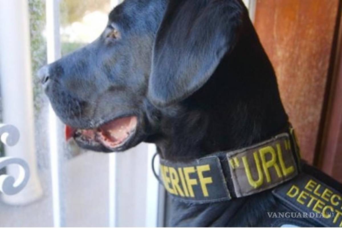 URL: El perro que olfatea pornografía